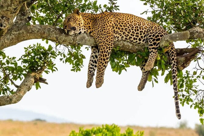 2 days Tour Tarangire & Ngorongoro - Day 1 Tarangire National Park: lions, cheetahs, leopards, and huge elephants