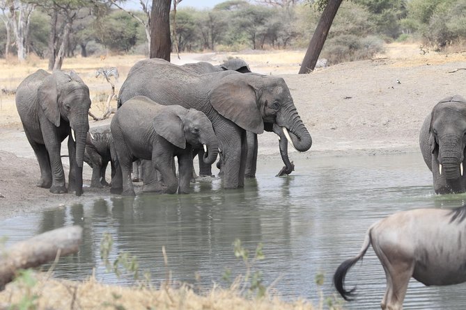 2 Days Wildlife game drives Through Tarangire and Ngorongoro Crater - The safari vehicle upgrade you will feel immediately