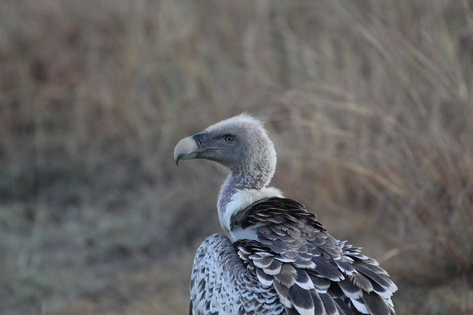2 Days Wildlife game drives Through Tarangire and Ngorongoro Crater - Price and value: what $560 per person covers, and what it does not