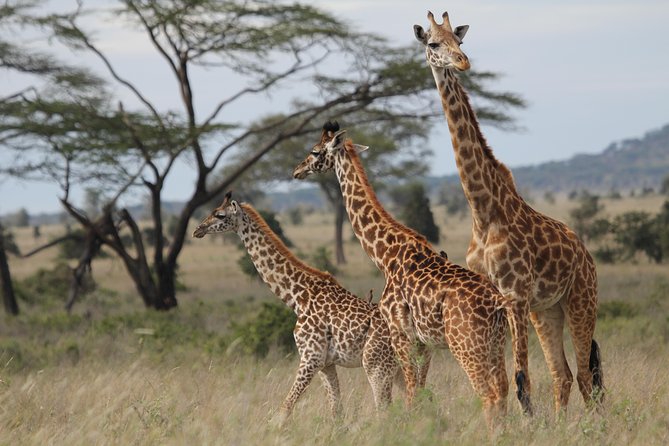 2 Days Wildlife game drives Through Tarangire and Ngorongoro Crater - Day 1 in Tarangire: elephants, baobabs, and a real picnic-lunch rhythm