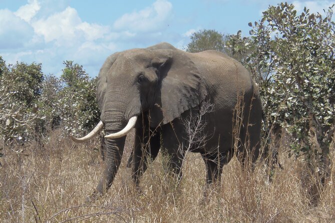 2 Days Wildlife Safari in Mikumi National Park - Mikumi in two days, what you actually get