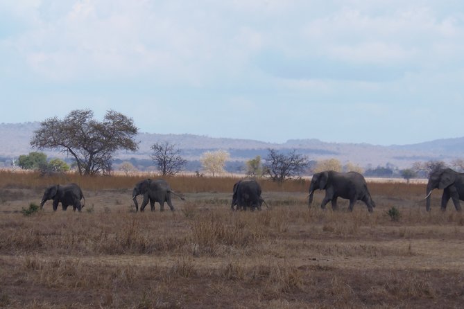 2 Days Wildlife Safari in Mikumi National Park - Day 2: morning game drive rhythm, breakfast in the park, and the return