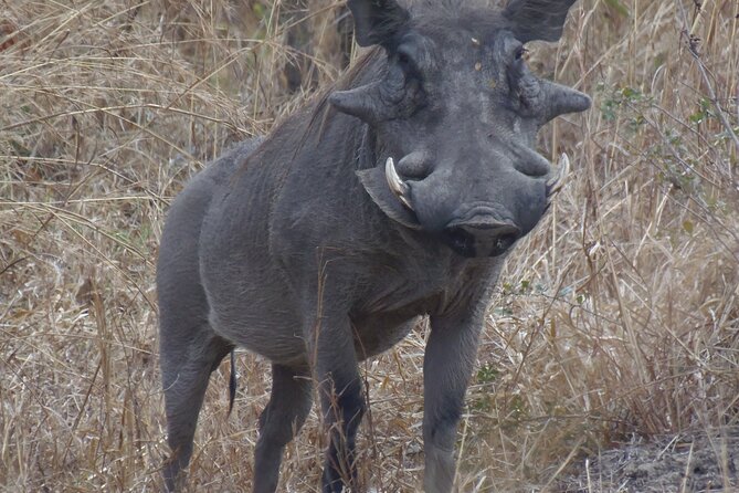 2 Days Wildlife Safari in Mikumi National Park - Meals and comfort: what’s included, what to pack, and what to expect