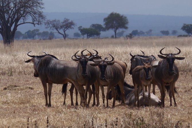2 Days Wildlife Safari in Mikumi National Park - Price and logistics: how $423.08 fits real safari value