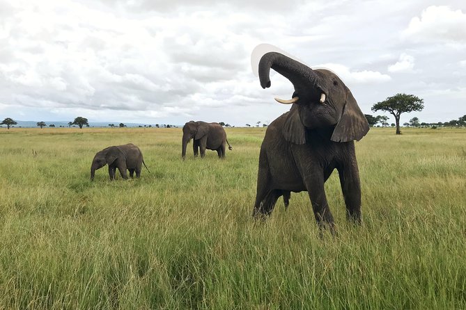 2 nights 3 days safari to mikumi national park - Key Things That Make This Mikumi Safari Work