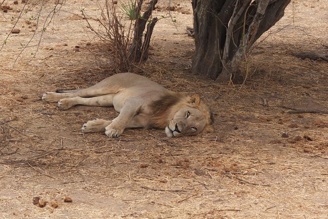 2 nights 3 days safari to mikumi national park - Mikumi in 3 Days: What the Dar Drive Really Means