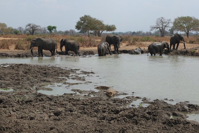 2 nights 3 days safari to mikumi national park - Where You Might Stay: Cottages or Camps and Why Location Matters