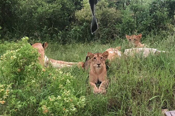2 nights 3 days safari to mikumi national park - Price and Value: What You Get for $650 Per Person
