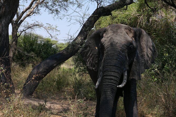 3-Day / 2 Nights Group Safari Serengeti & Ngorongoro Crater - Why the schedule works: two Serengeti drives plus a crater inside
