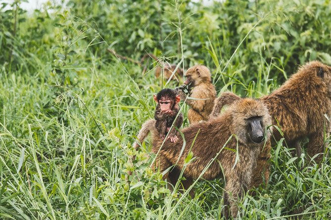 3-Day / 2 Nights Group Safari Serengeti & Ngorongoro Crater - Seronera campsite and the camping setup: comfort you can actually use