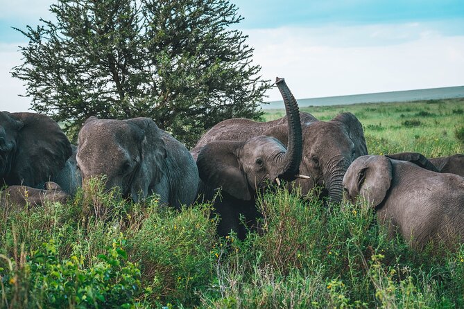 3-Day / 2 Nights Group Safari Serengeti & Ngorongoro Crater - Day 2 sunrise game drive: the morning slot that most people underestimate