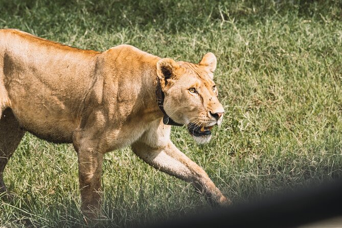 3-Day / 2 Nights Group Safari Serengeti & Ngorongoro Crater - Ngorongoro Conservation Area and the crater floor: where wildlife can feel too close