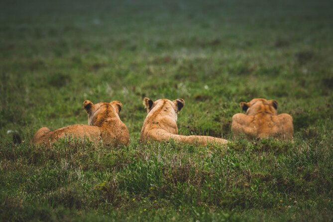 3-Day / 2 Nights Group Safari Serengeti & Ngorongoro Crater - What you get for the price, and where your extra costs show up