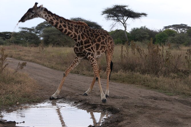 3-Day / 2 Nights Group Safari Serengeti & Ngorongoro Crater - Arusha to Serengeti: the long morning drive that starts paying off early