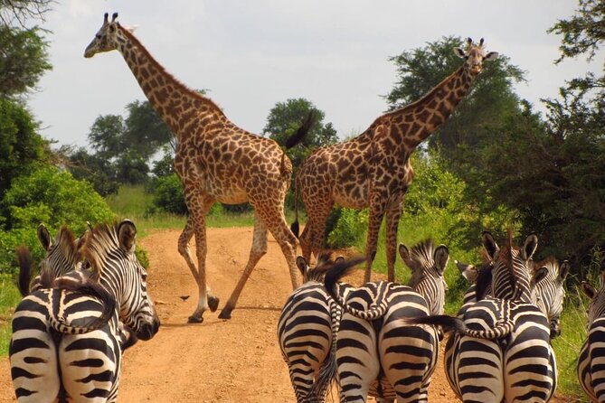 3-Day at Dar es Salaam To Selous GR (Nyerere NP) Game, Boat & Walking Safari - Key Highlights to Look Forward To