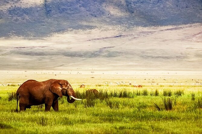 3-Day Camping Safari Tarangire, Lake Manyara & Ngorongoro crater - Price and Value: $735 for Three Parks and Free Park Fees