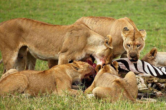 3-Day Camping Safari Tarangire, Lake Manyara & Ngorongoro crater - What You’ll Actually Be Doing Each Day (And Why It Works)