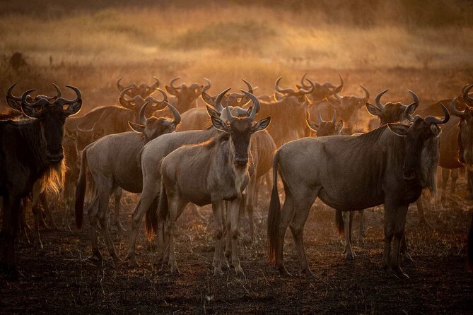 3-Day Camping Safari Tarangire, Lake Manyara & Ngorongoro crater - Day 2 Ngorongoro Conservation Area: Crater Bowl Time and Hippo Pool Lunch