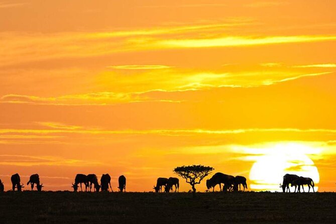 3 Day Classic, Guided Serengeti Safari - Entering the Serengeti loop fast, without the usual hassle