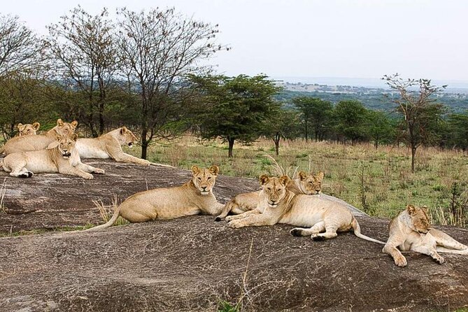3 Day Classic, Guided Serengeti Safari - Day 3: returning to Arusha late afternoon, with lunch on the vehicle