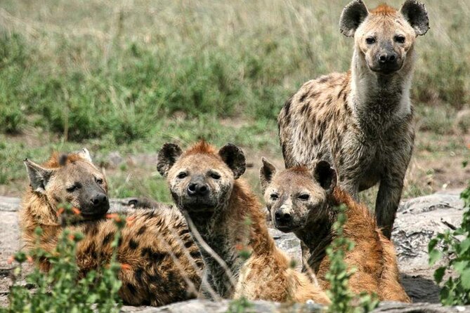 3 Day Classic, Guided Serengeti Safari - Day 1: Arusha pickup and the Serengeti arrival grind (the part you should plan for)