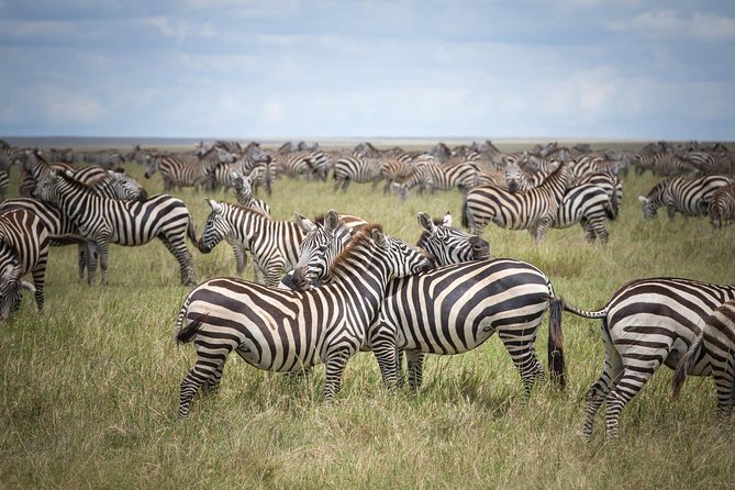 3-Day Classic Serengeti Safari - Why a 3-day Serengeti plus Ngorongoro plan makes sense from Arusha