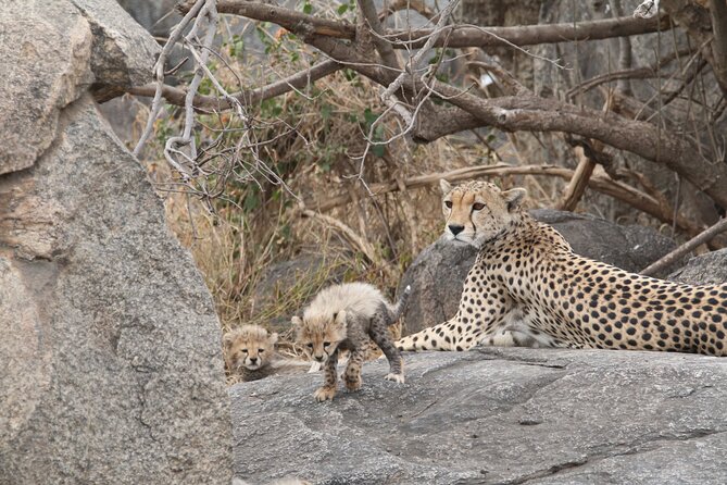 3-Day Classic Serengeti Safari - Day 2 in Serengeti plains: a long wildlife day with real odds