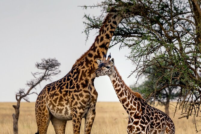 3-Day Luxury Safari Private Tour Tarangire and Ngorongoro - Arusha arrival: a smooth landing before the safari starts