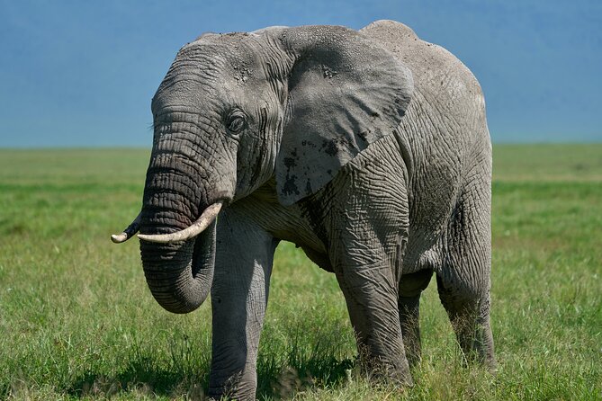 3-Day Luxury Safari Private Tour Tarangire and Ngorongoro - Day 3 in Ngorongoro Crater: descending into the caldera for Big Five chances