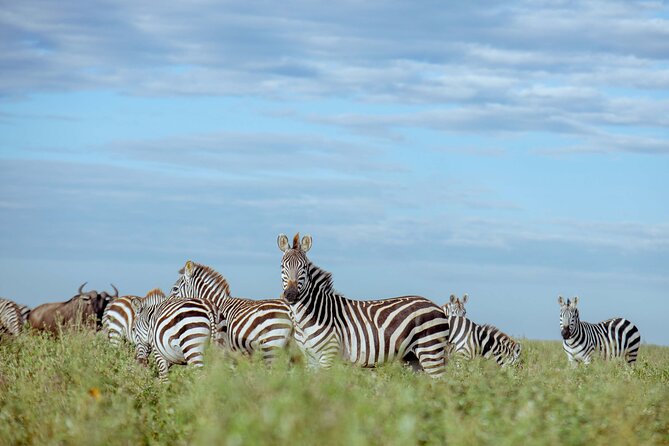 3-Day Manyara, Tarangire and Ngorongoro Crater - Day 1 at Lake Manyara: birds, trees, and the climbing-lion idea