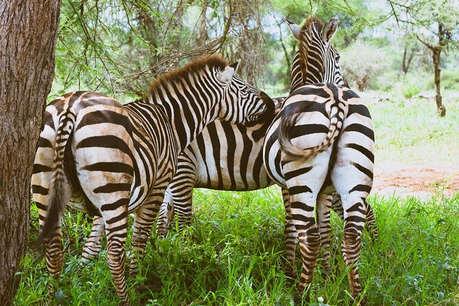 3-Day Manyara, Tarangire and Ngorongoro Crater - Price and value: what $1,280 buys in real terms