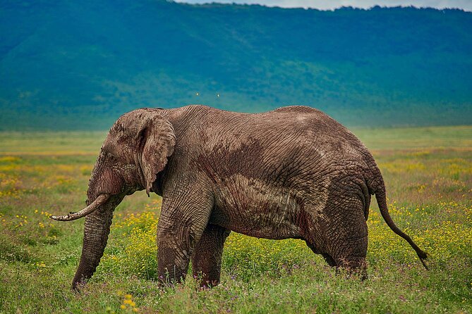 3-Day Manyara, Tarangire and Ngorongoro Crater - What to pack and how to make each day work