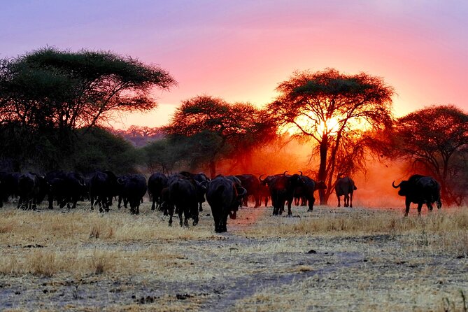 3-Day Ngorongoro Crater Manyara and Tarangire Safari from Arusha - Who This Safari Suits Best