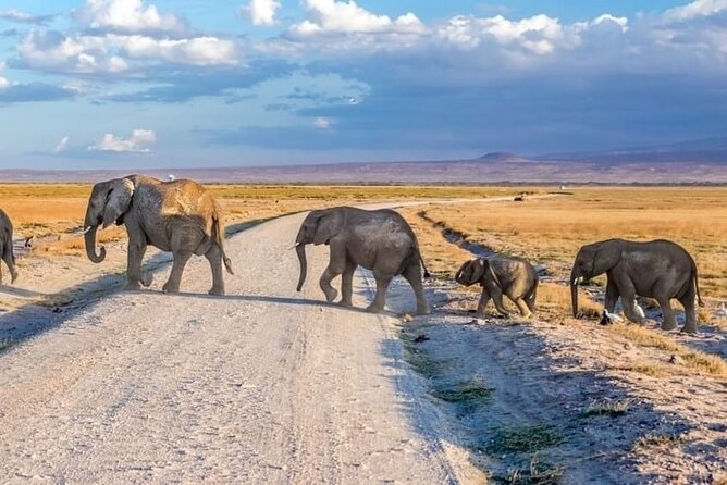 3-Day Ngorongoro Crater Manyara and Tarangire Safari from Arusha - Ngorongoro Crater Day: The Descent, the Density, and the Big-Sighting Magic