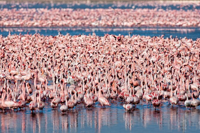 3-Day Private Safari to Lake Manyara, Tarangire & Ngorongoro - Comfort level: camping nights at Migombani Campsite