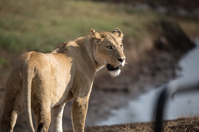 3 Day Private Serengeti Safari Tour with One Way Flight - Flying Into Serengeti: the one-way flight from Arusha
