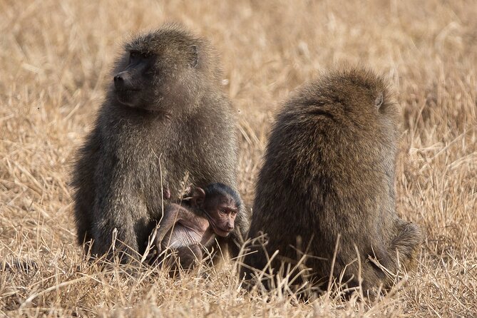 3 Day Private Serengeti Safari Tour with One Way Flight - Day 3 Ngorongoro Crater full-day game drive, plus Tarangire route