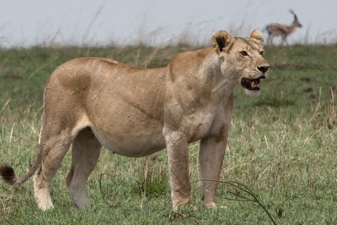 3 Day Private Serengeti Safari Tour with One Way Flight - Guides and private driving: what you really gain