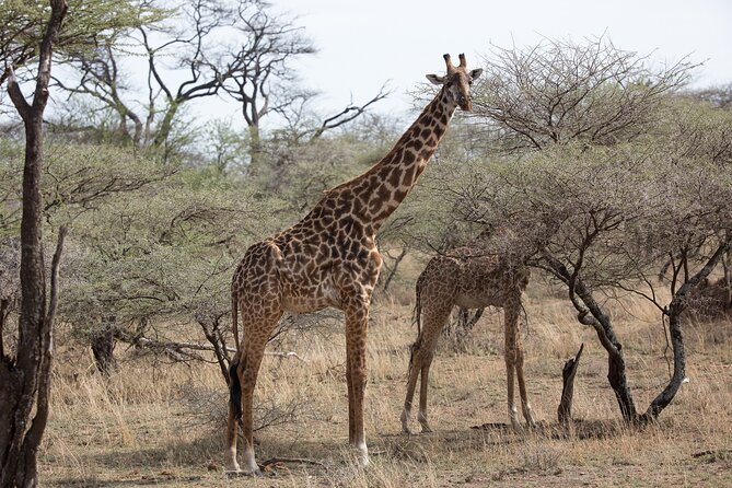 3 Day Private Serengeti Safari Tour with One Way Flight - Price and value of a $1,477 3-day private safari package