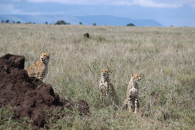 3 Day Safari from Arusha: Serengeti and Ngorongoro - Day 1 in the Serengeti: Seronera, River Water, and an Afternoon Drive
