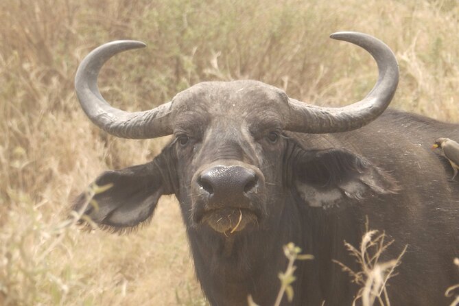 3 Day Safari from Arusha: Serengeti and Ngorongoro - Day 3: Descend Into Ngorongoro Crater and Picnic on the Floor
