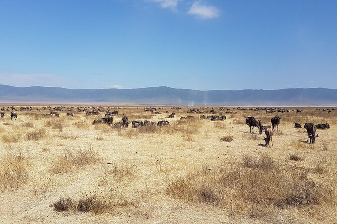 3 Day Safari from Arusha: Serengeti and Ngorongoro - Meals and Drinking Water: What Included Support Looks Like