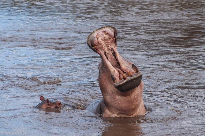 3 Day Safari from Arusha: Serengeti and Ngorongoro - Day 2: A Morning Serengeti Drive, Then the Road to Ngorongoro
