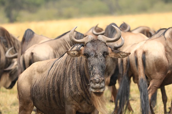 3-Day Safari in Serengeti & Ngorongoro(Mid-range) - Serengeti and Ngorongoro in three days, what you’re really booking