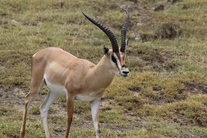 3-Day Safari in Serengeti & Ngorongoro(Mid-range) - Day 3 Ngorongoro Crater early descent, pop-up roofs and fever trees