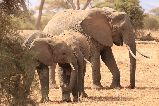 3-Day Safari in Serengeti & Ngorongoro(Mid-range) - Price and value at $2,480 per person for a mid-range safari