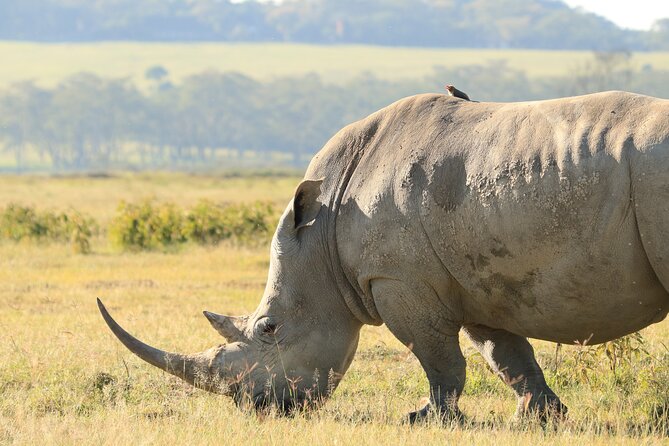 3-Day Safari in Serengeti & Ngorongoro(Mid-range) - Guides, wildlife-viewing style, and the small details that actually matter