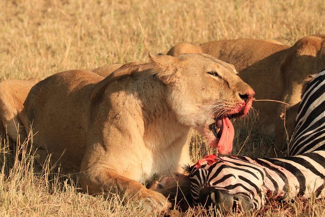 3-Day Safari in Serengeti & Ngorongoro(Mid-range) - Who should book this Serengeti and Ngorongoro combo, and who should think twice