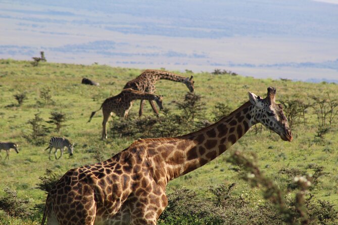 3-Day Safari in Serengeti & Ngorongoro(Mid-range) - Day 2 deeper Serengeti viewing, then onward to Rhino Lodge