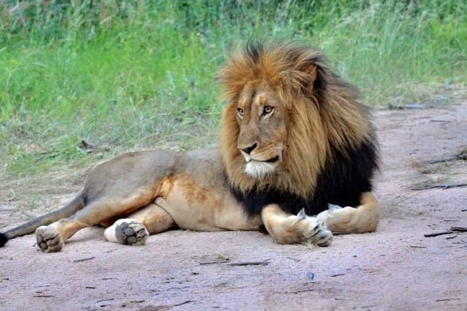 3-Day Safari to Ngorongoro, Tarangire & Lake Manyara NP - Day 2 Ngorongoro Crater: Dawn Drives and Hippo Pool Lunch